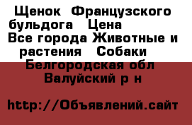 Щенок  Французского бульдога › Цена ­ 35 000 - Все города Животные и растения » Собаки   . Белгородская обл.,Валуйский р-н